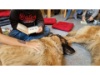 Therapie Hunde Zentrum Schweiz Lesehund 115