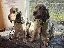 NZ Lesehund R 1124 004